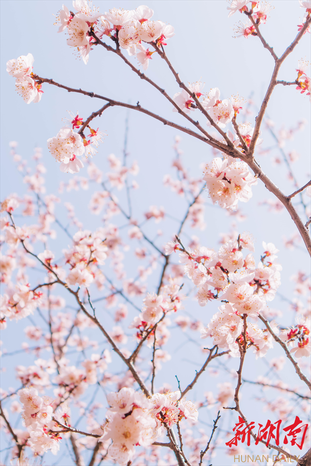 best365官方网站登录入口紫叶李花开惹人醉